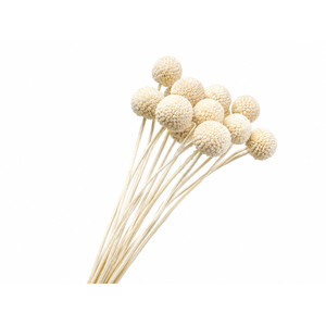Dried Bleached Craspedia Globosa