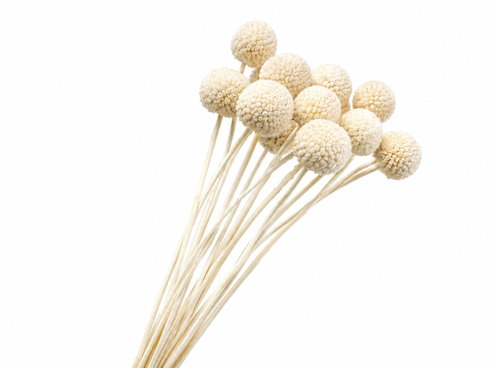 <h4>Dried Bleached Craspedia Globosa</h4>