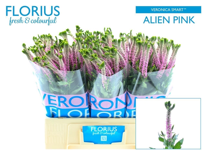 <h4>VERON SMART ALIEN</h4>