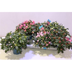 arr8 Rhodo Si V Gem 6 Srt