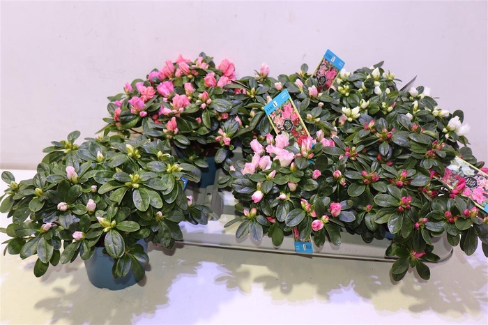 <h4>arr8 Rhodo Si V Gem 6 Srt</h4>