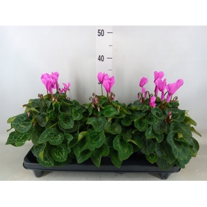 Cyclamen GR 'XL'