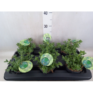 Delosperma echinatum