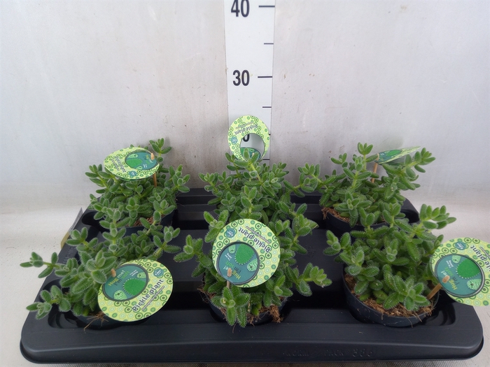<h4>Delosperma echinatum</h4>