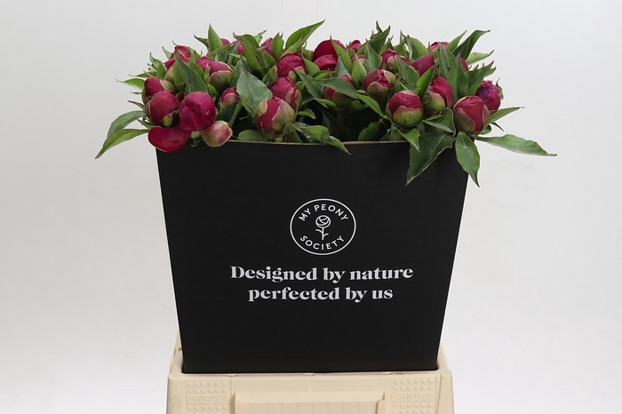 <h4>Paeonia White Cap</h4>