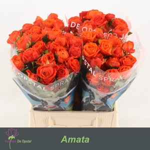 R Tr Amata
