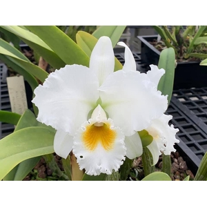 CATTLEYA