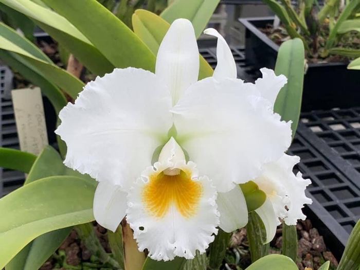 <h4>CATTLEYA</h4>