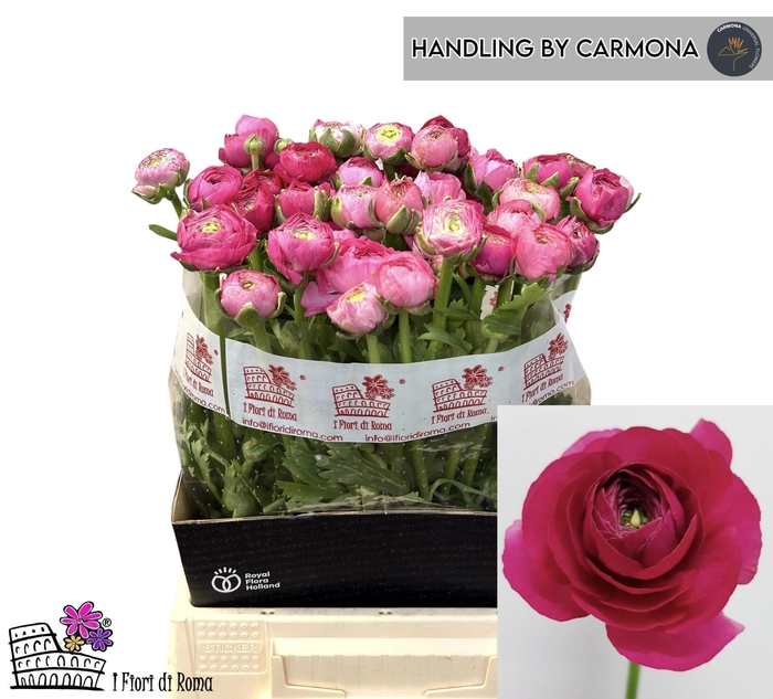 <h4>RAN EL DARK PINK</h4>