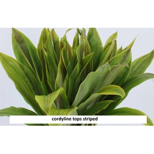 DECOGROEN GROOT BLAD