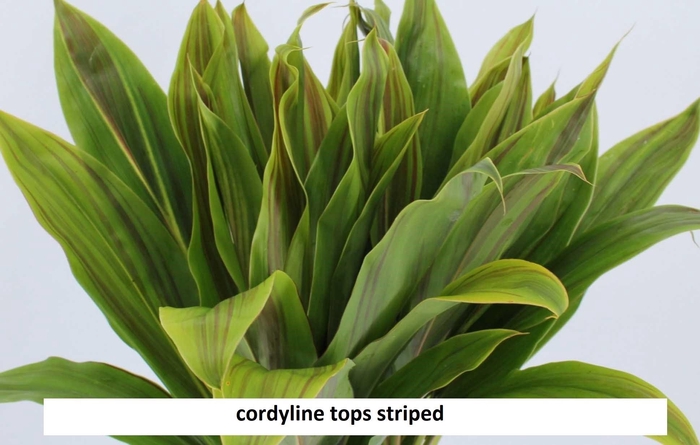 <h4>DECOGROEN GROOT BLAD</h4>