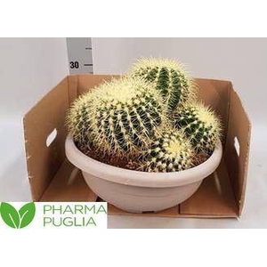 Echinocactus grusonii