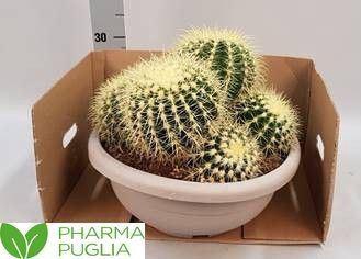 <h4>Echinocactus grusonii</h4>