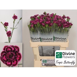 Dianthus  'Tropic Butterfly'