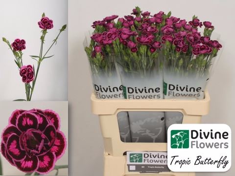 <h4>Dianthus  'Tropic Butterfly'</h4>