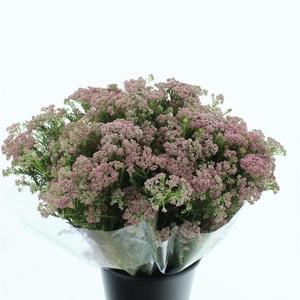 Ozoth Cooks Hot Pink 200 Gram