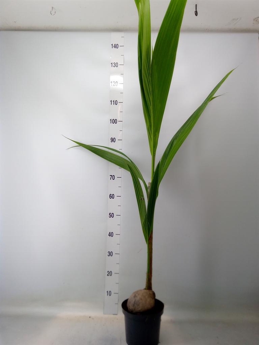 <h4>Cocos nucifera</h4>