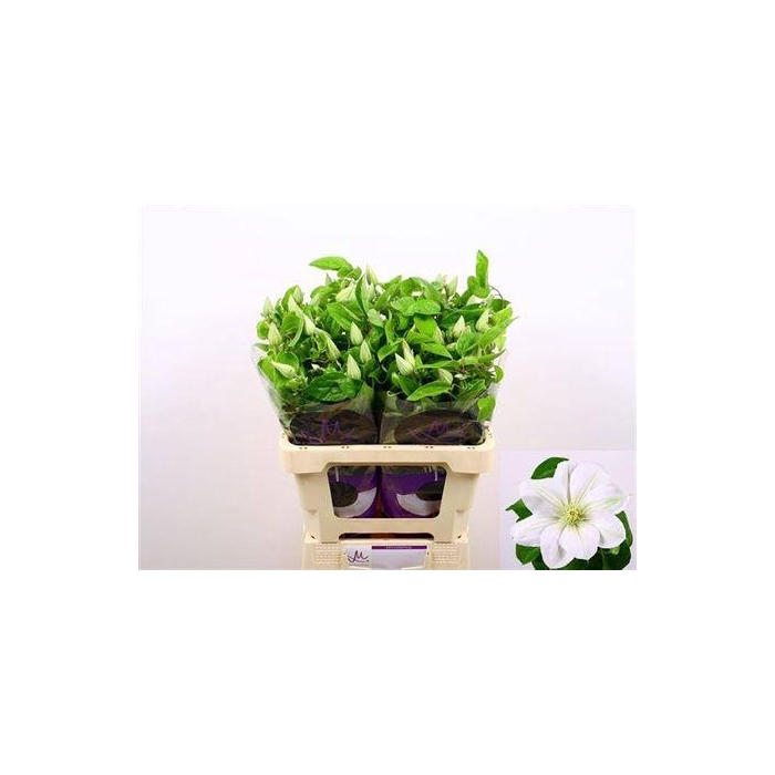 <h4>Clem Amazing Vienna</h4>