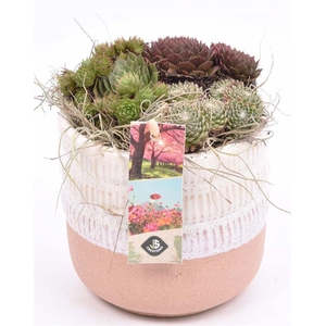 Keramiek pot wit/roze 12cm