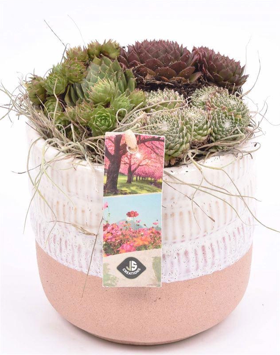 <h4>Keramiek pot wit/roze 12cm</h4>