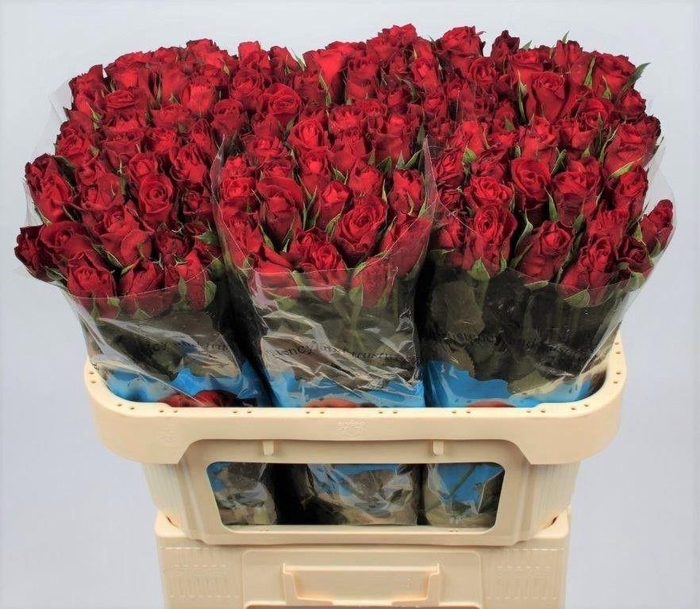 <h4>R GR FURIOSA</h4>