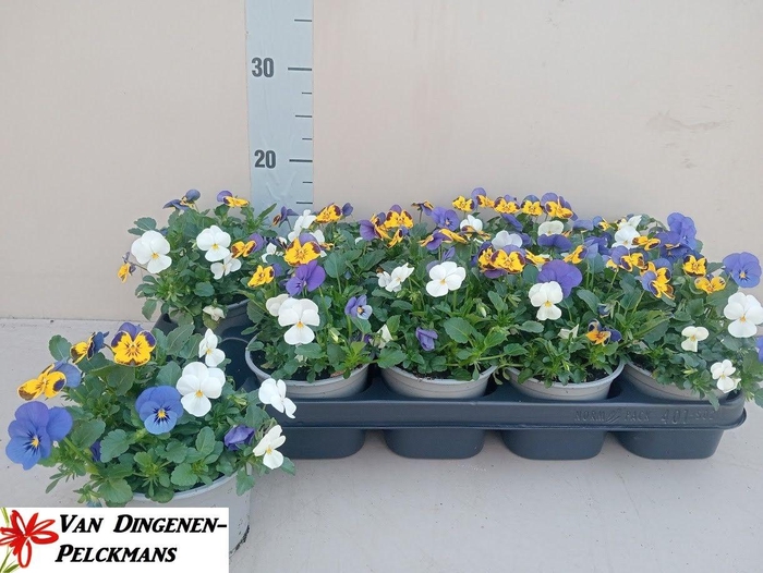 <h4>VIO CO TW GEM</h4>