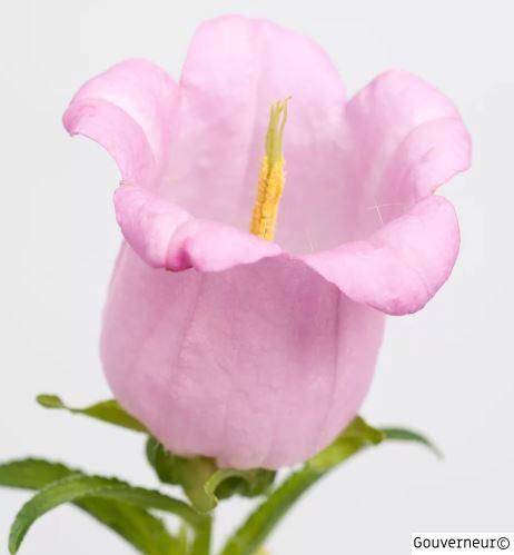 <h4>CAMP M CAM PEAR PINK</h4>