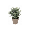 Silk Eucalyptus Green In Pot Terra L 30x30x40cm Nm