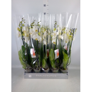 Phalaenopsis  'Ant Nottingham'