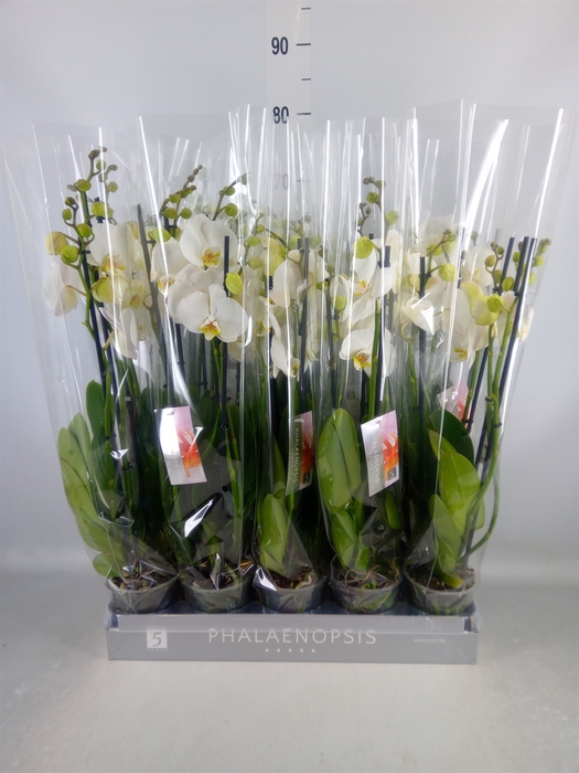 <h4>Phalaenopsis  'Ant Nottingham'</h4>