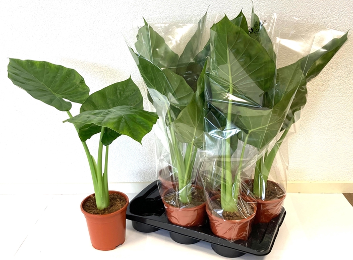 <h4>ALOC MACRORRHIZOS</h4>