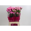 Dianthus St Dollar