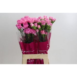 Dianthus St Dollar