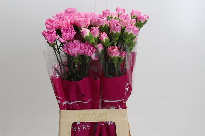 <h4>Dianthus St Dollar</h4>