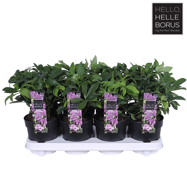 <h4>Helleborus orientalis 'Hello Pink' P14</h4>