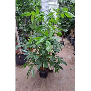 Schefflera Amate