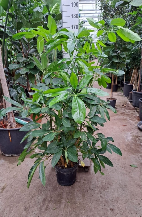 <h4>Schefflera Amate</h4>