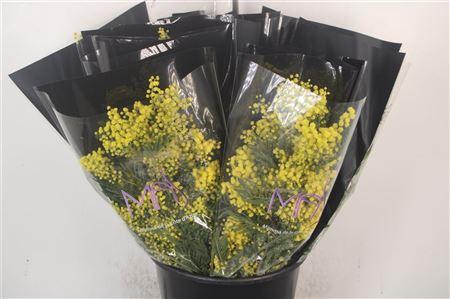 <h4>Acacia Mirandol Per Bunch 200 Gram Extra</h4>