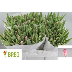 Tu En Ganders Rhapso