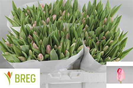 <h4>Tu En Ganders Rhapso</h4>