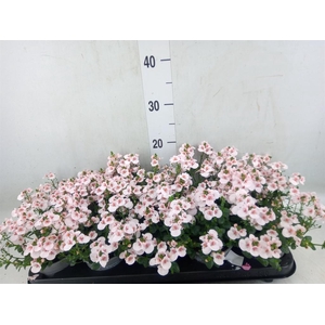 Diascia  'Piccadilly Appleblossom'