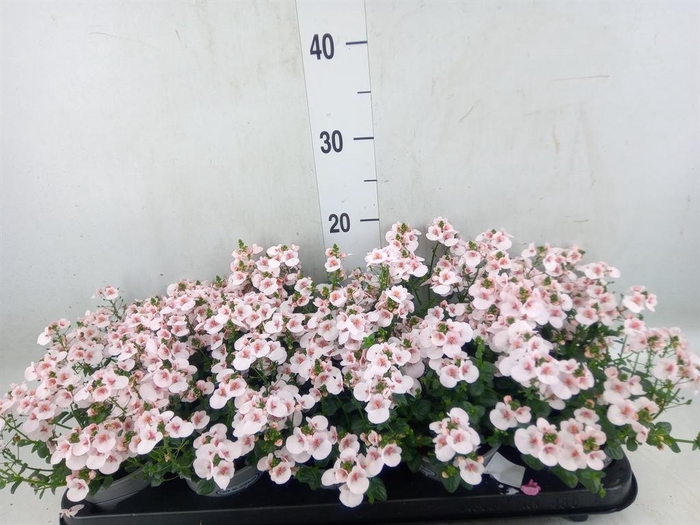 <h4>Diascia  'Piccadilly Appleblossom'</h4>