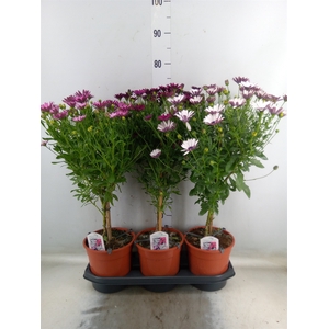 Osteospermum   ...mix