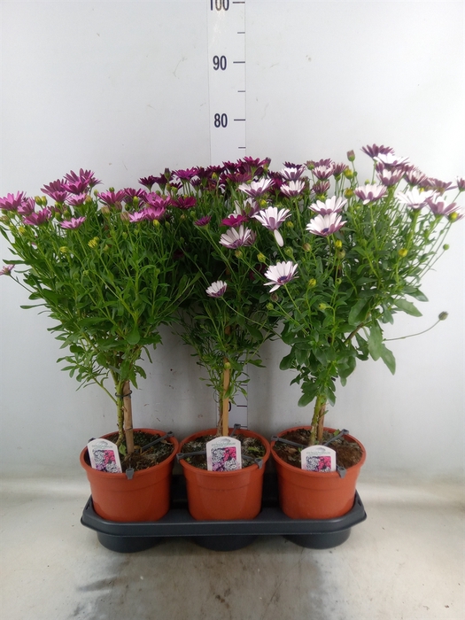 <h4>Osteospermum   ...mix</h4>