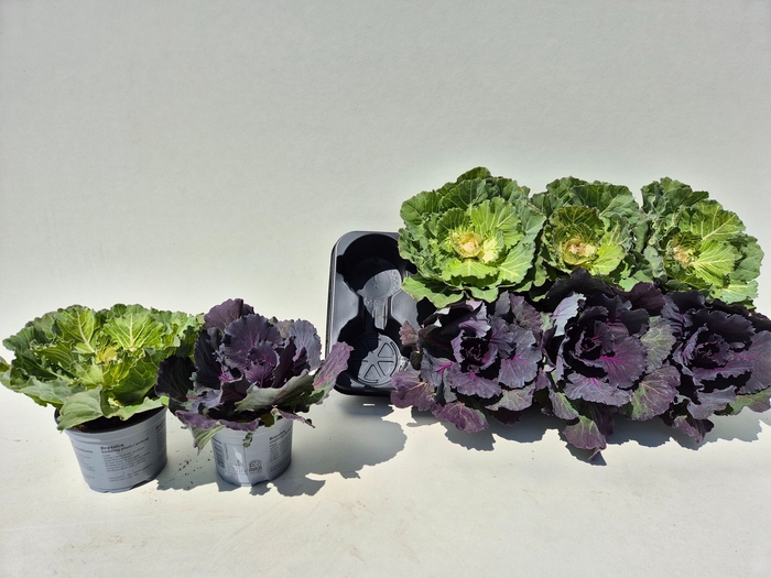 <h4>BRASSICA (SIERKOOL)</h4>