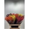 Gyps Grof Herfst Mix