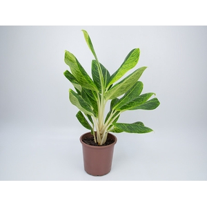 AGLAONEMA QUEEN P23