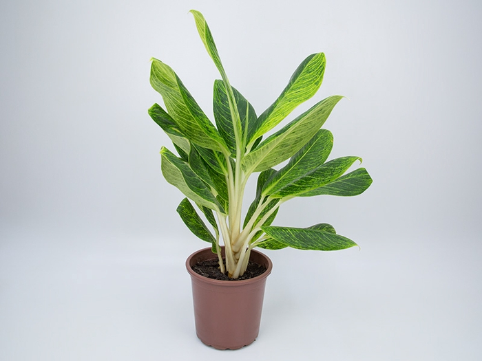 <h4>AGLAONEMA QUEEN P23</h4>