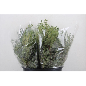 Euca Parvifolia Short 150gr P Bunch