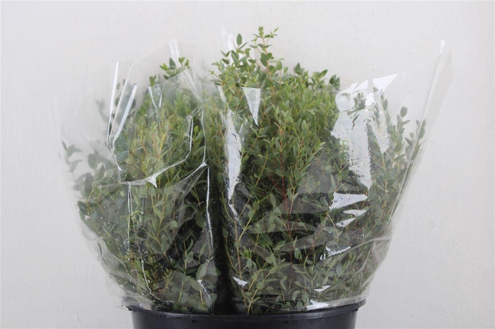 <h4>Euca Parvifolia Short 150gr P Bunch</h4>